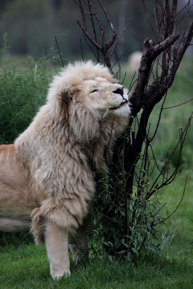 Amongst Kings (7)