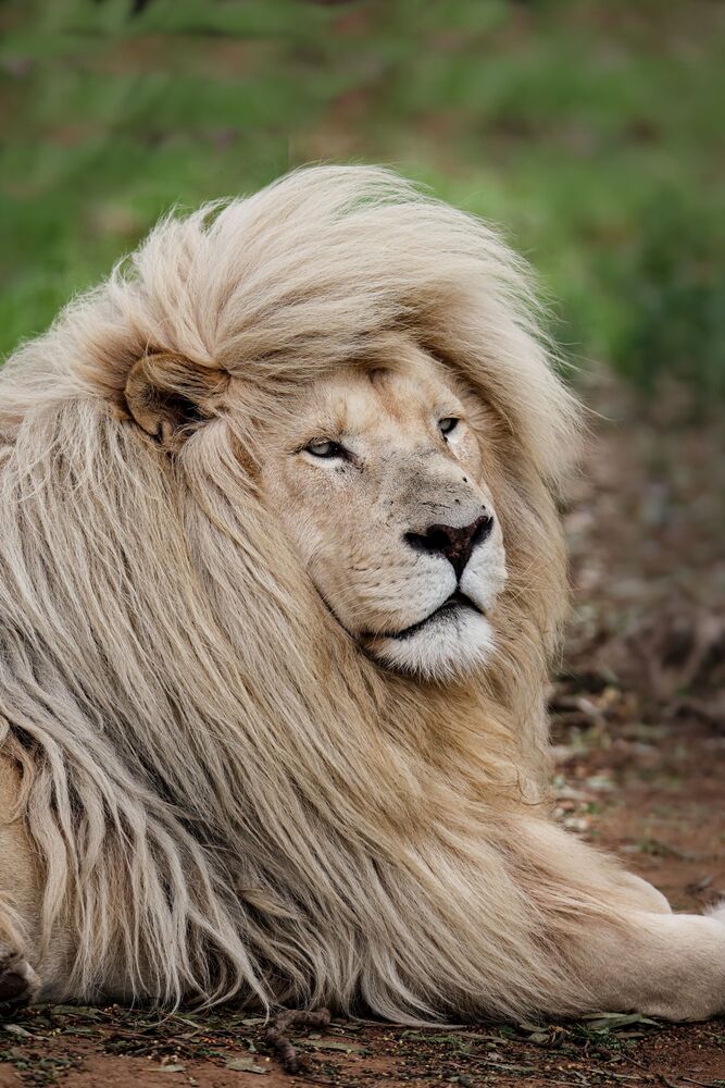 Amongst Kings (9)