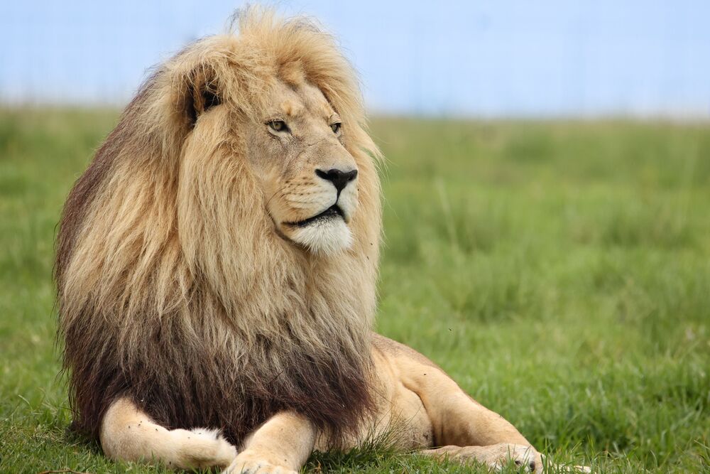 Amongst Kings (10)