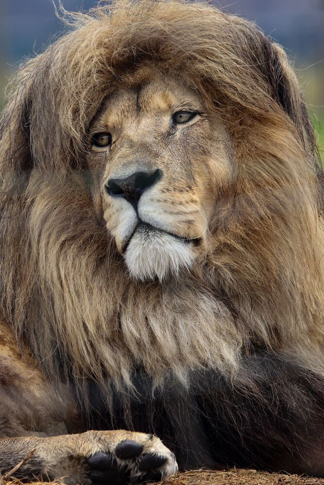 Amongst Kings (11)