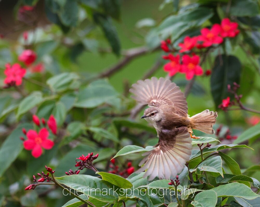 A quiet morning in the garden (10)