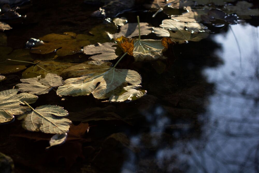 Small river in the city (4)