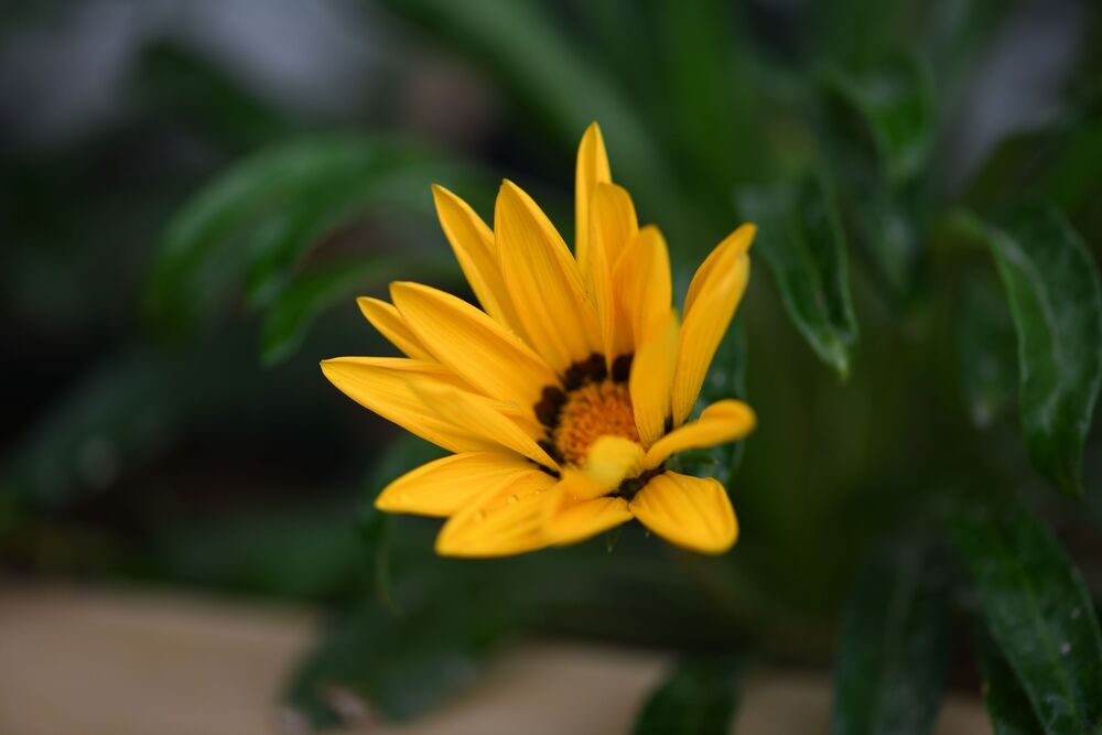 Macro photography (2)