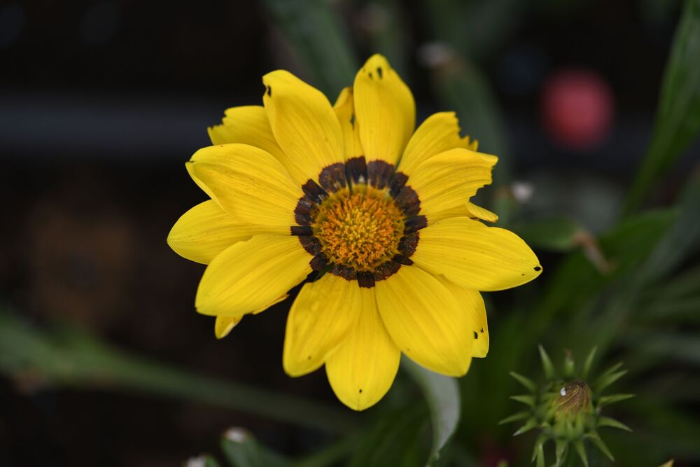 Macro photography (3)