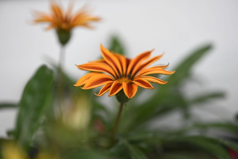 Macro photography (4)