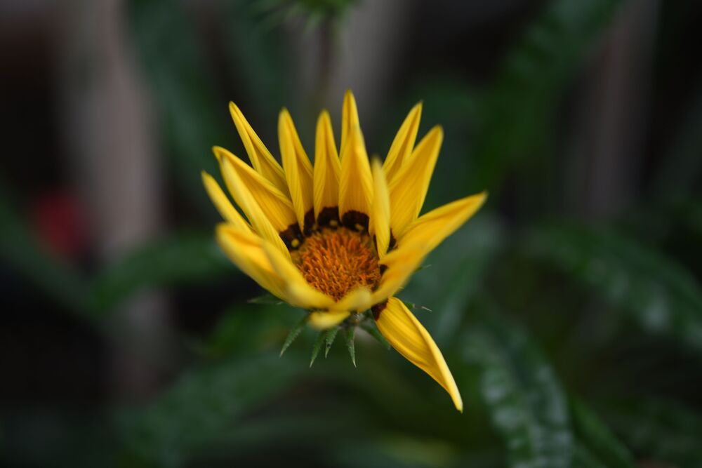 Macro photography (5)
