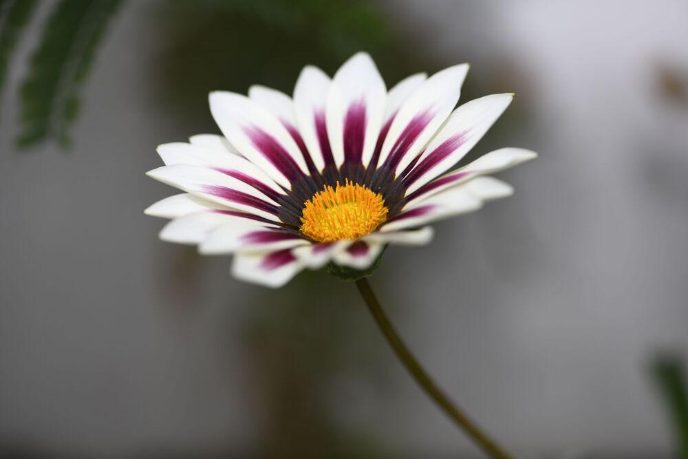 Macro photography (6)