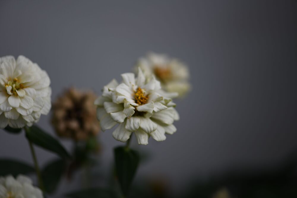 Macro photography (8)
