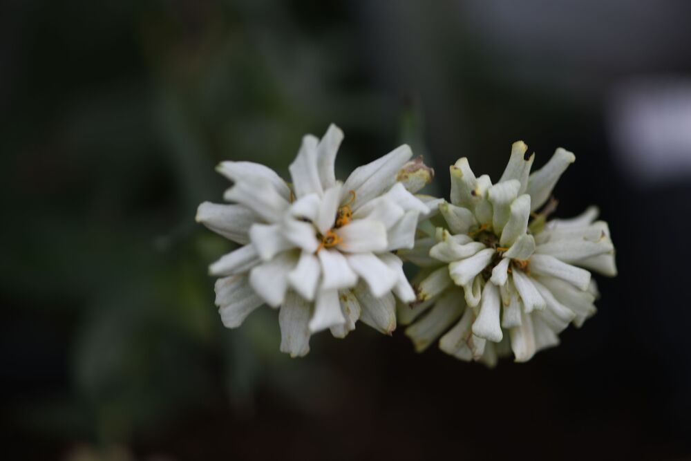 Macro photography (9)