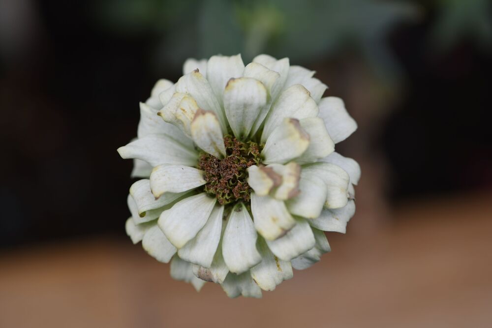 Macro photography (10)