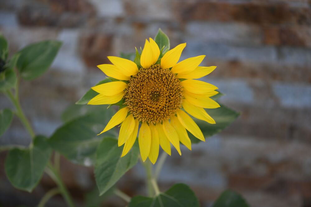 Macro photography (11)