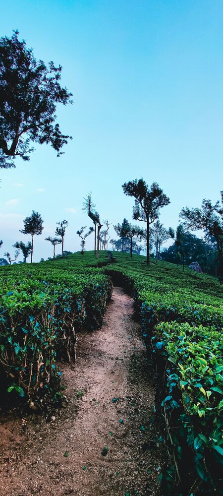 Munnar (4)
