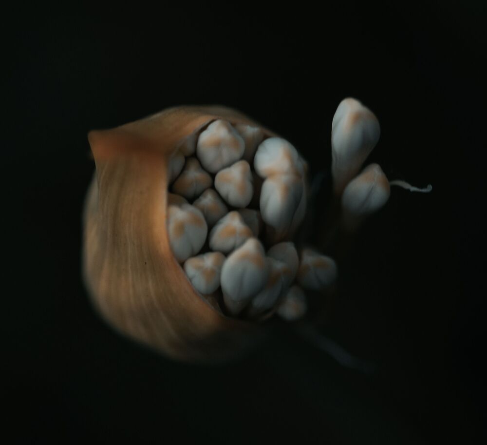 Soft beauty (2)