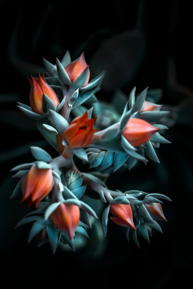 Soft beauty (3)