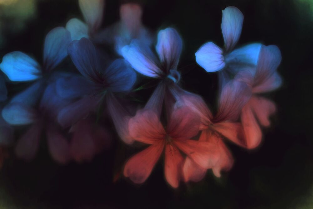Soft beauty (8)