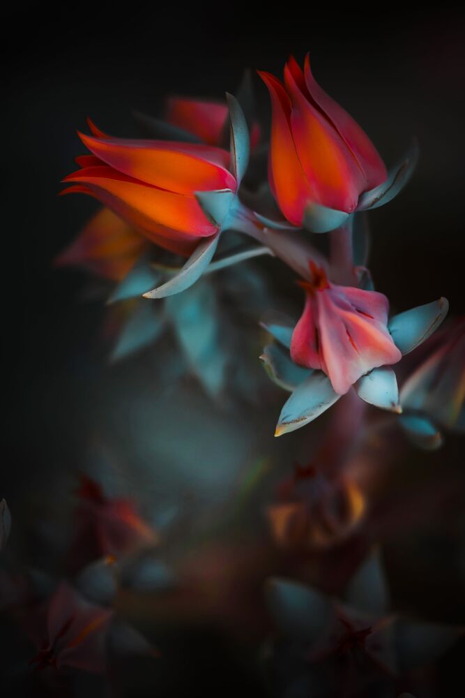 Soft beauty (5)