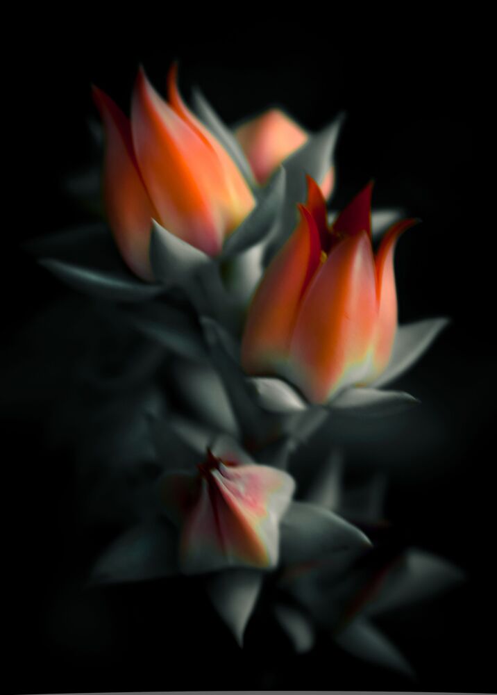 Soft beauty (7)