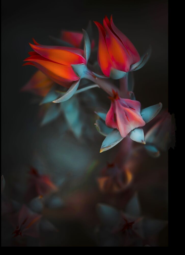 Soft beauty (6)