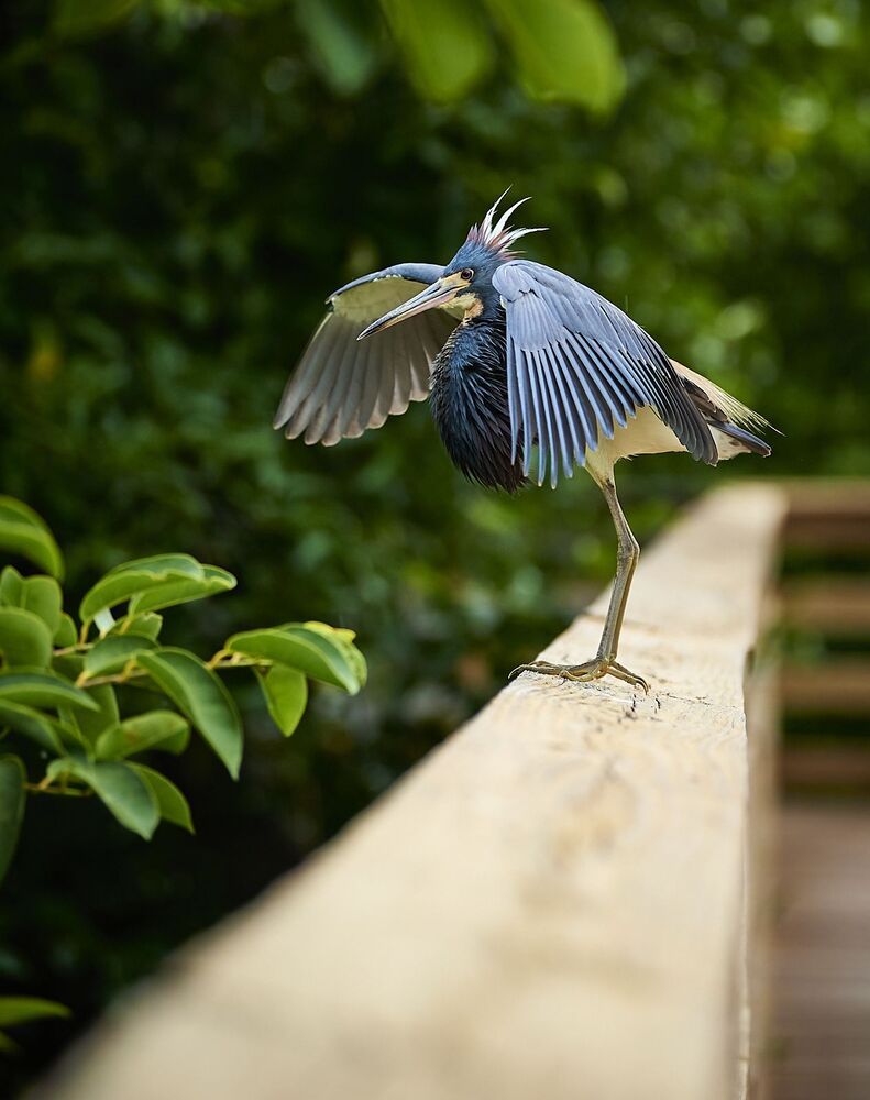 Tricolor Heron (3)