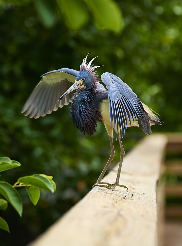 Tricolor Heron (4)