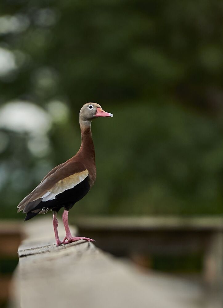 Black-bellied Whistling-ducks (2)