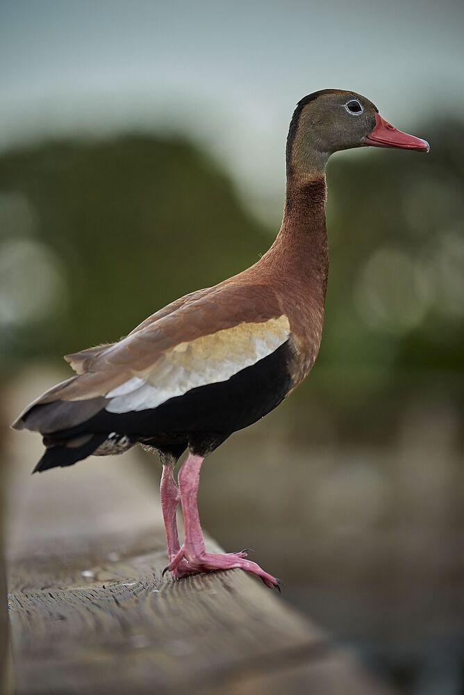Black-bellied Whistling-ducks (3)