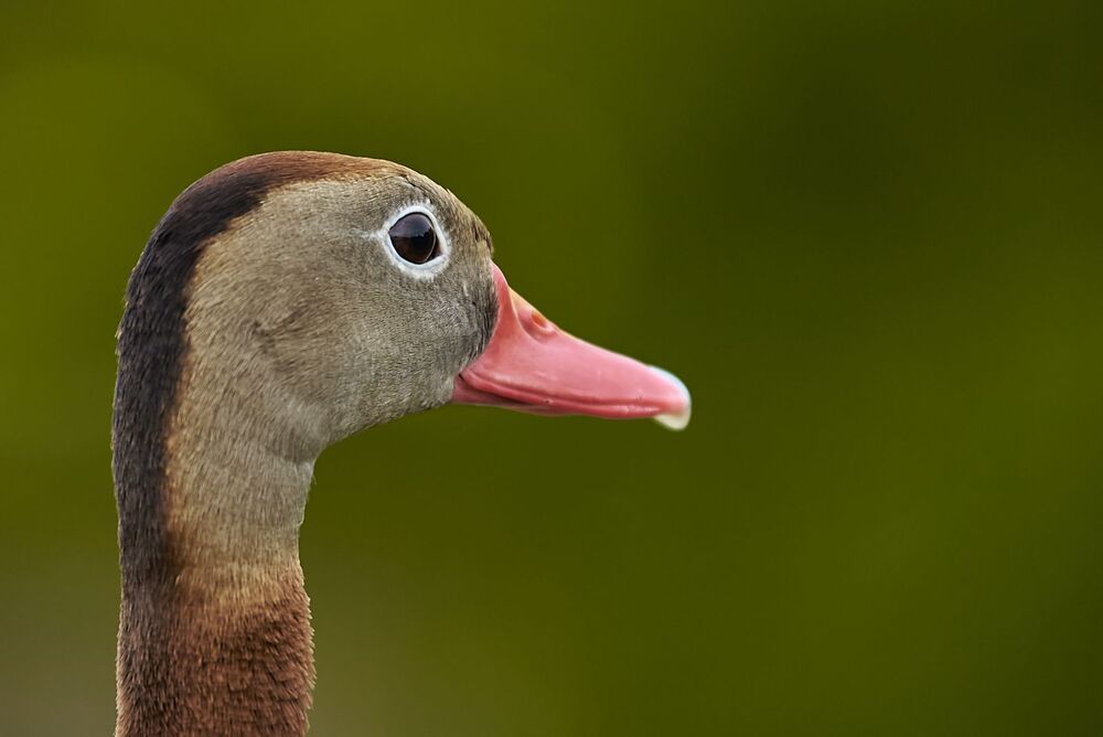Black-bellied Whistling-ducks (4)