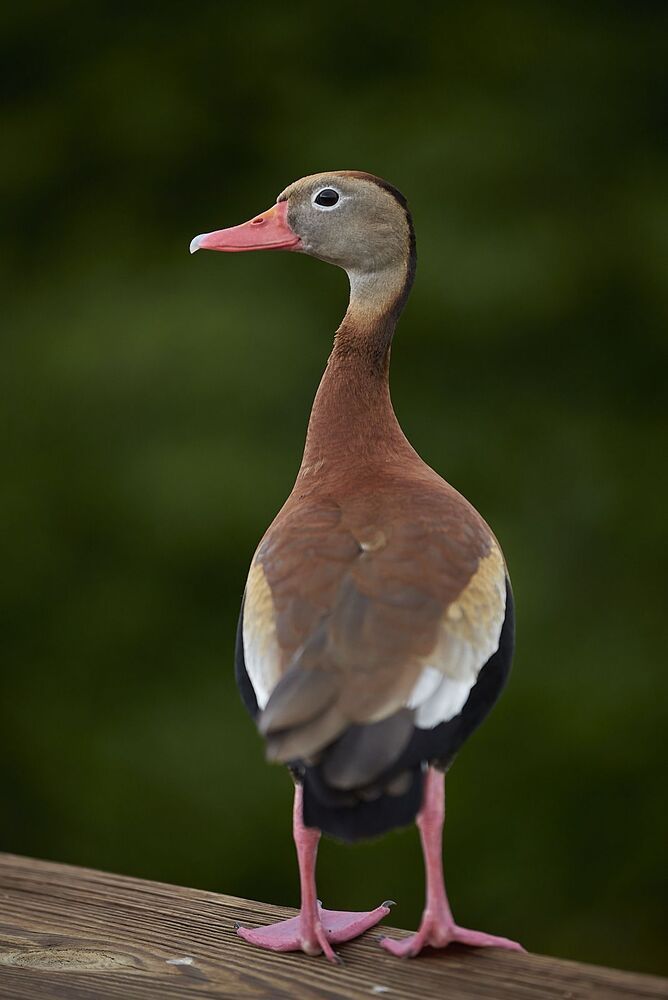 Black-bellied Whistling-ducks (5)