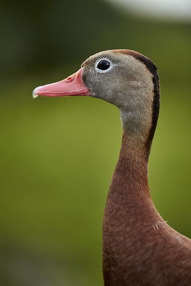 Black-bellied Whistling-ducks (6)