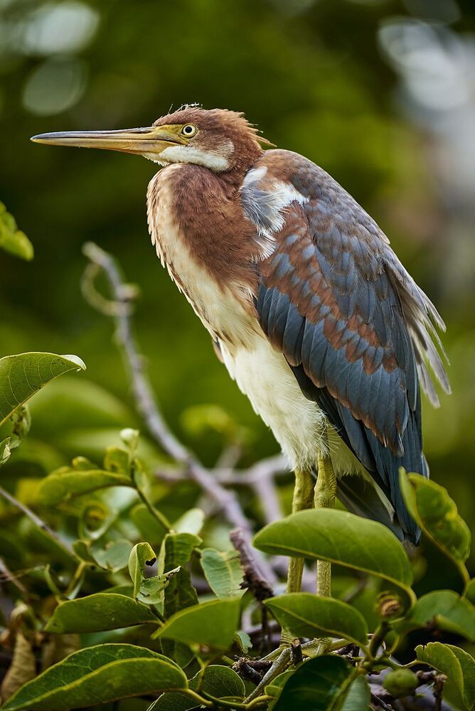 Tricolor Heron (3)