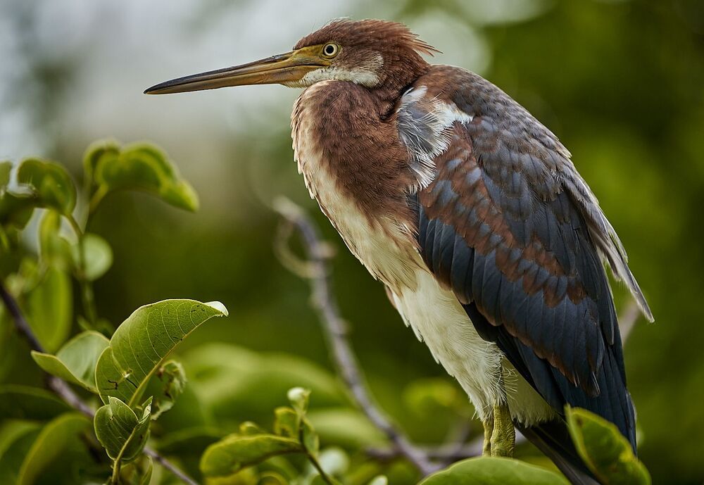 Tricolor Heron (4)