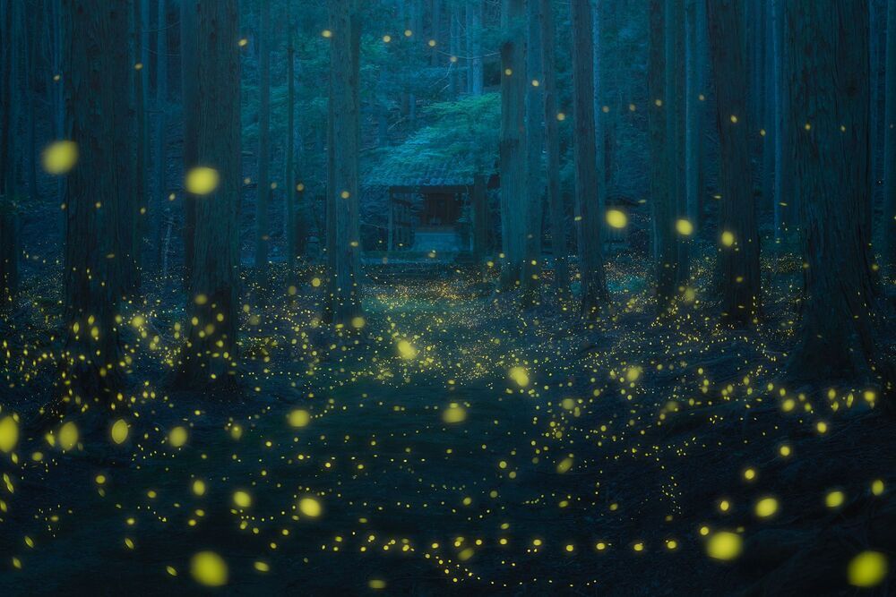Fireflies dancing (2)