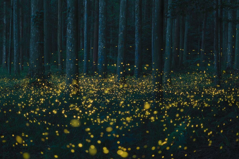 Fireflies dancing (3)
