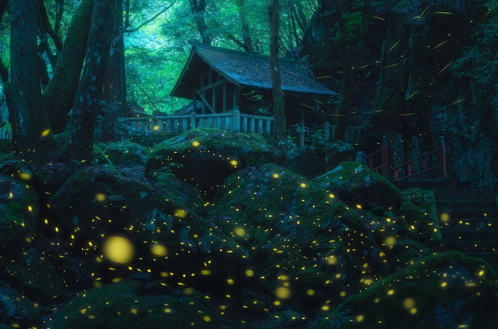 Fireflies dancing (4)