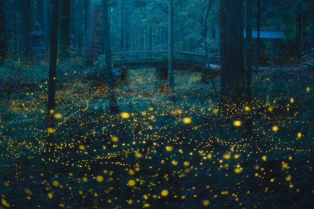 Fireflies dancing (5)