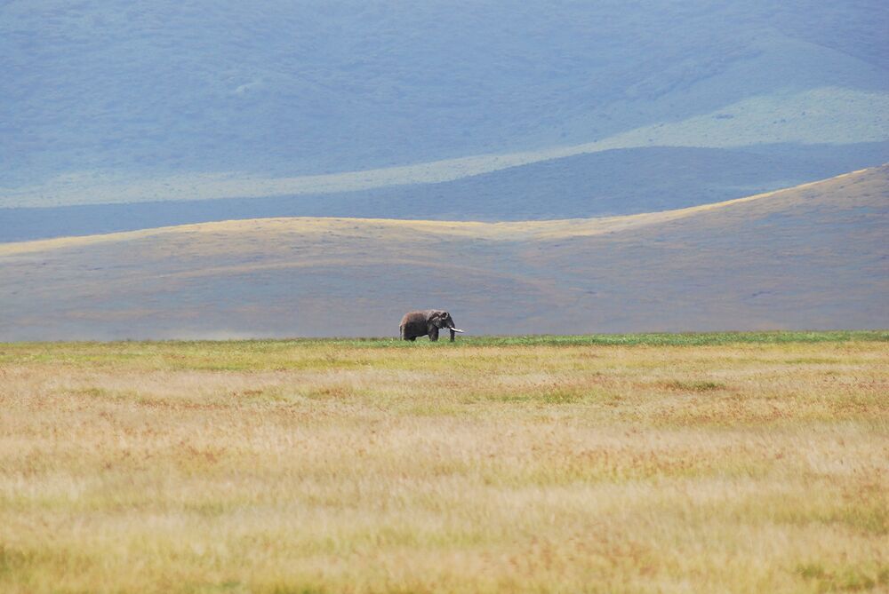The Tanzanian Adventure (4)