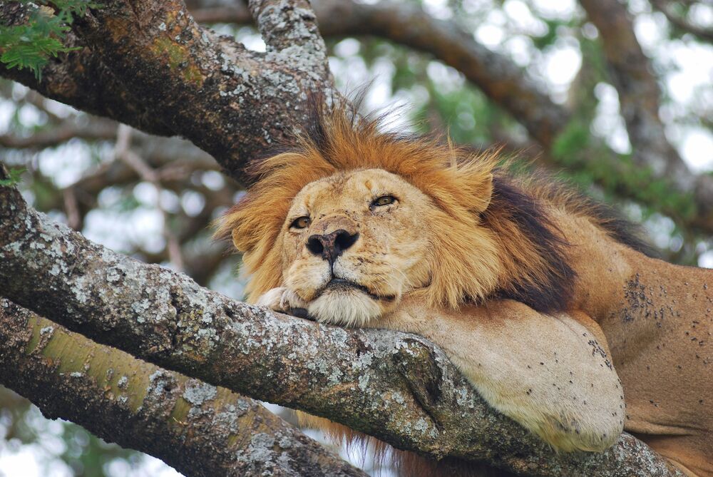 The Tanzanian Adventure (2)