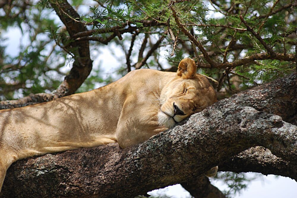 The Tanzanian Adventure (7)