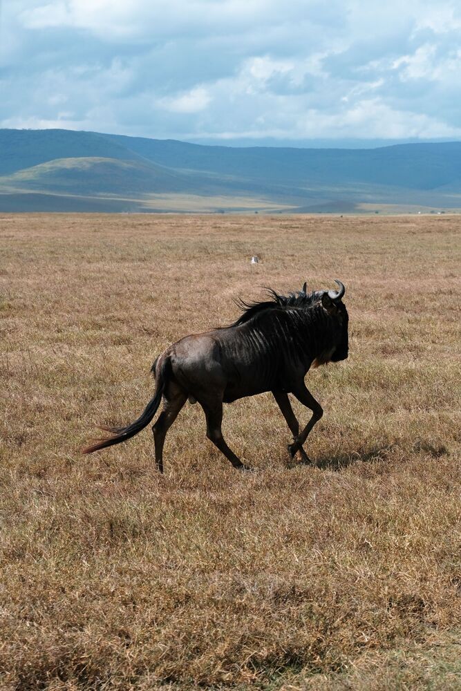 The Tanzanian Adventure (8)