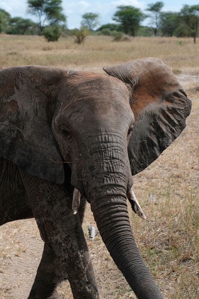 The Tanzanian Adventure (9)