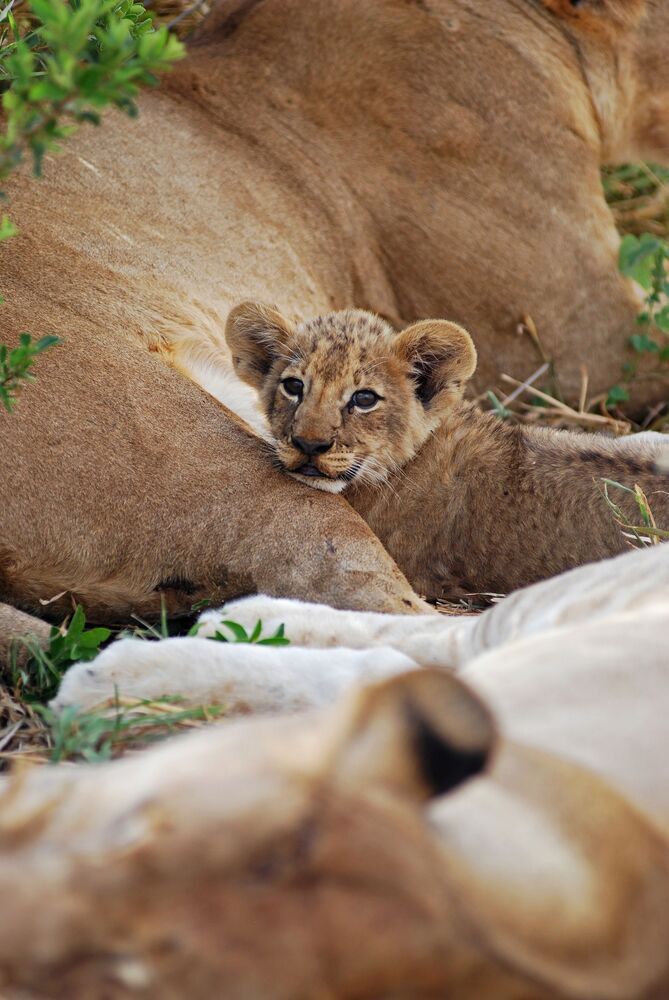 The Tanzanian Adventure (5)