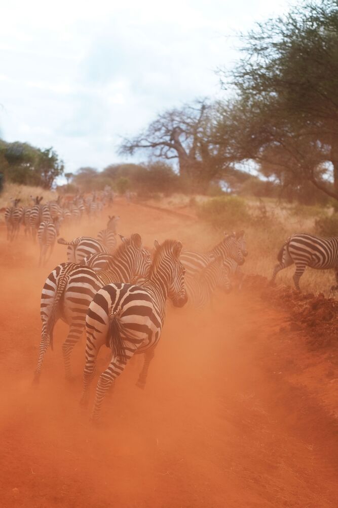 The Tanzanian Adventure (3)