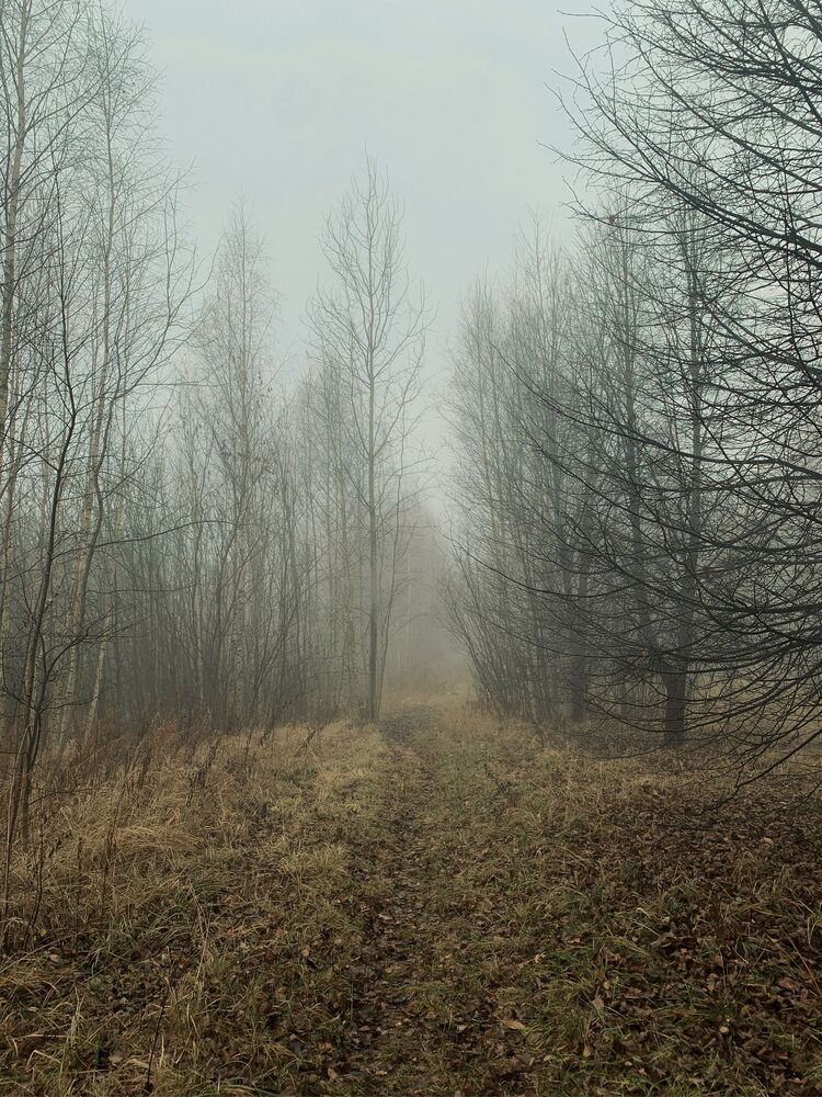 Туман (4)