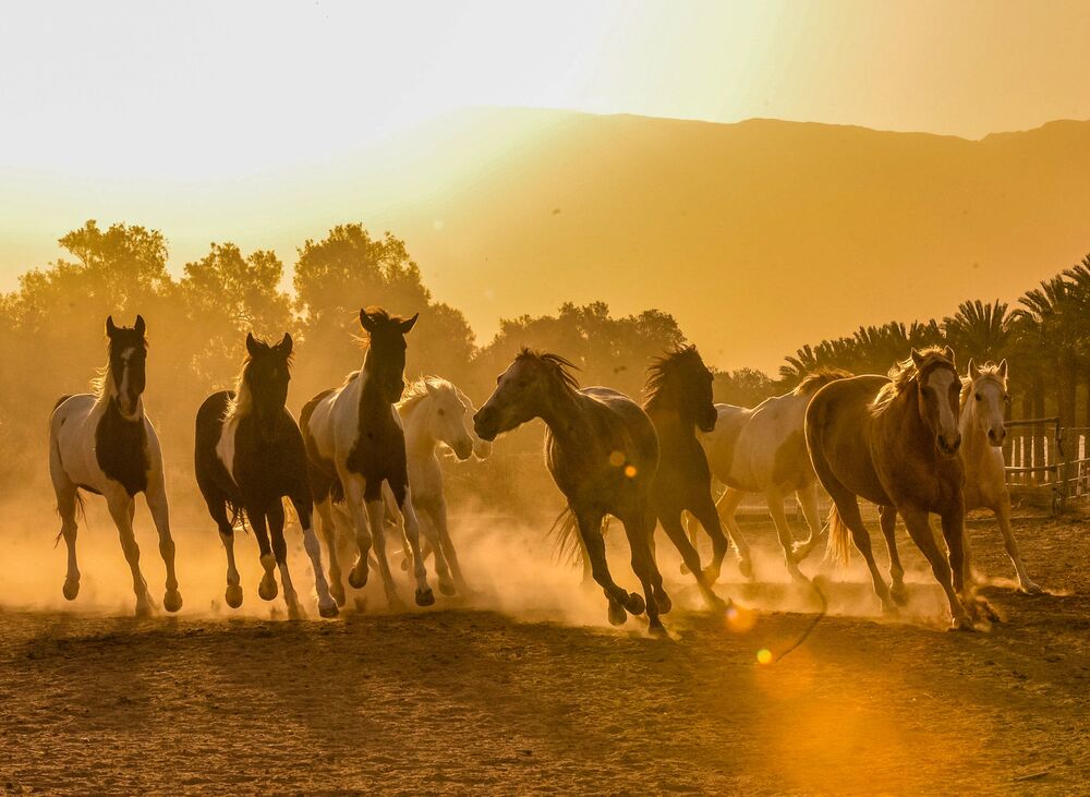 Horses in the sunrise (3)