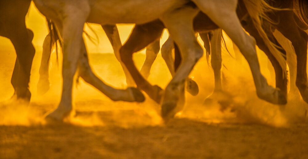 Horses in the sunrise (4)