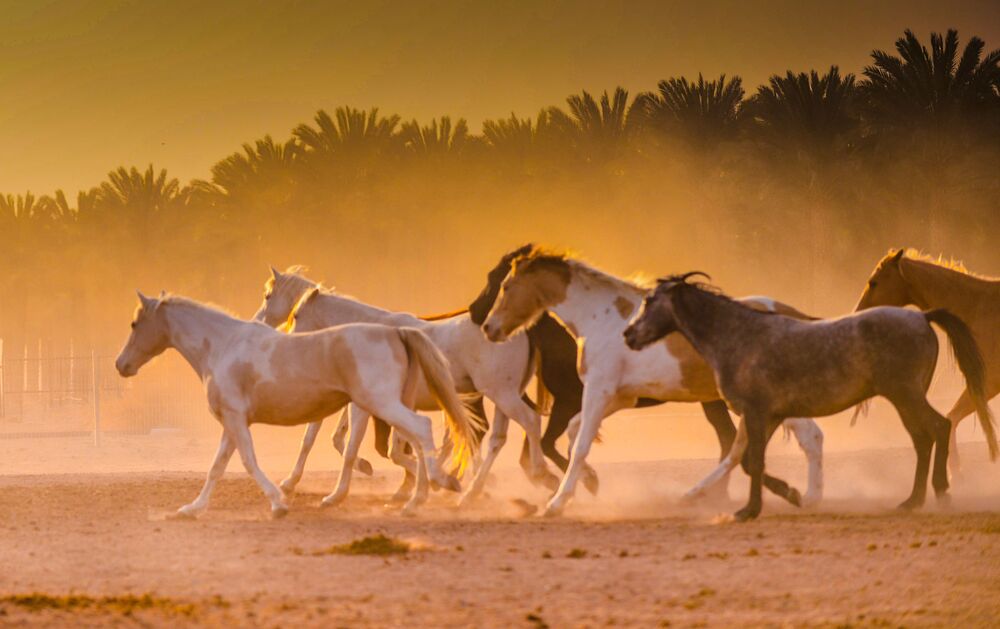 Horses in the sunrise (5)