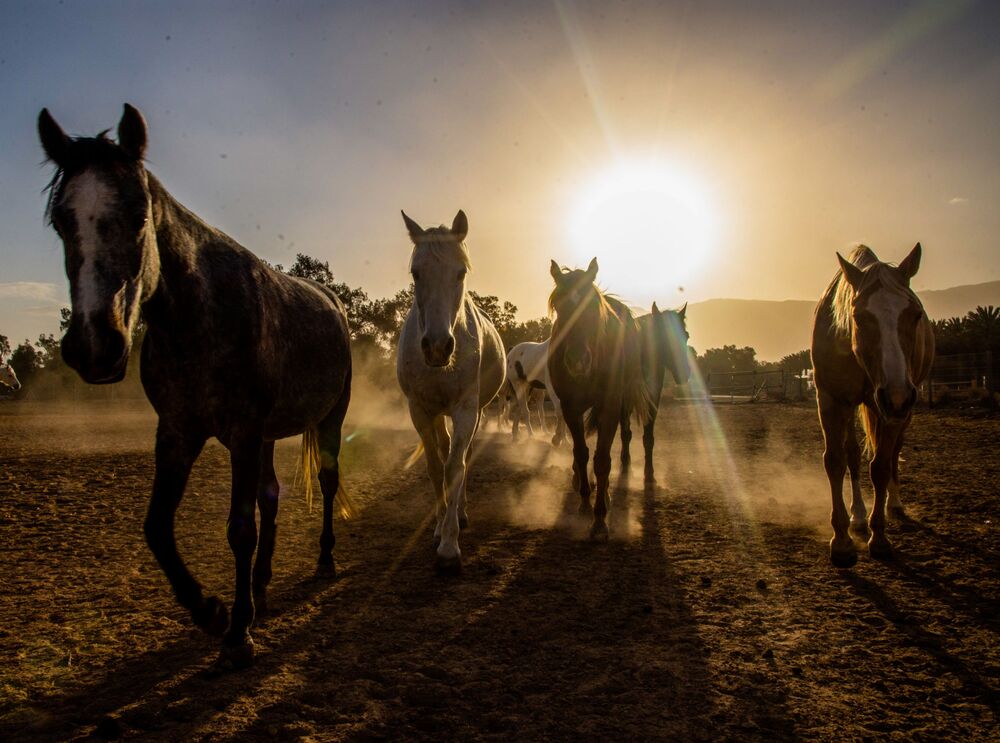 Horses in the sunrise (6)