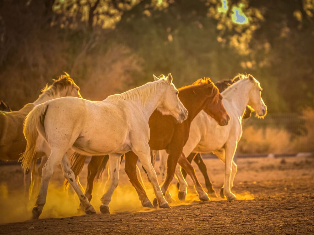 Horses in the sunrise (7)