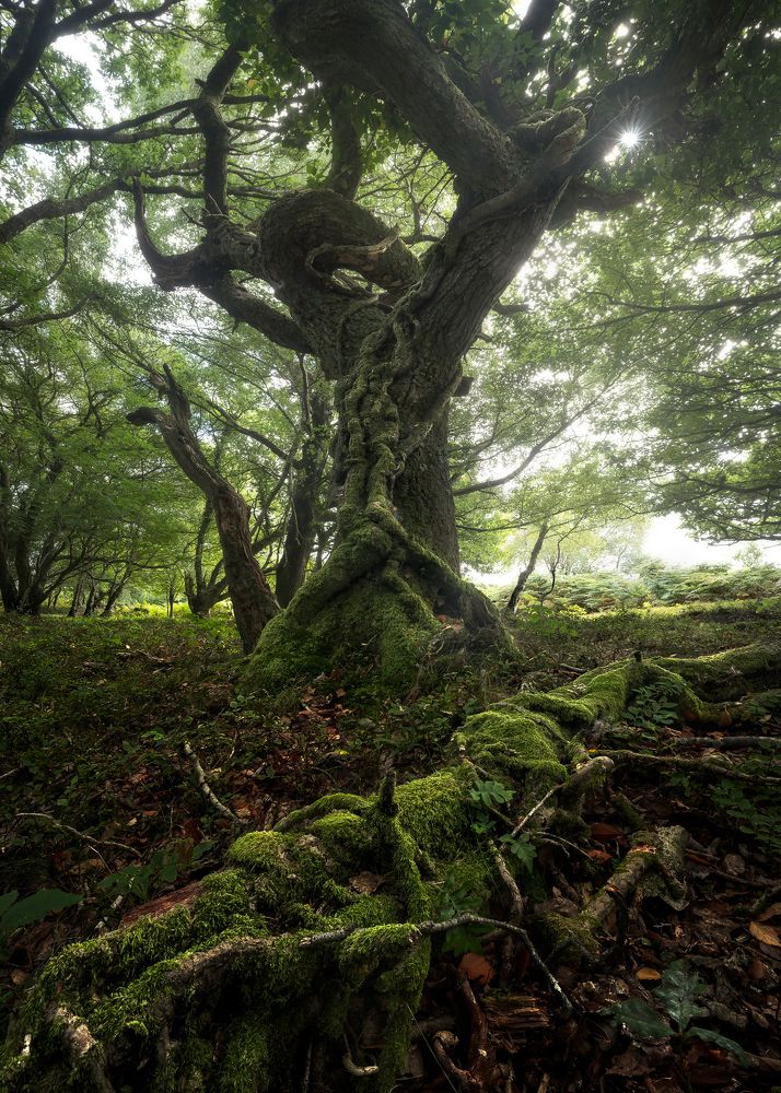 In the deep of misty forest (3)
