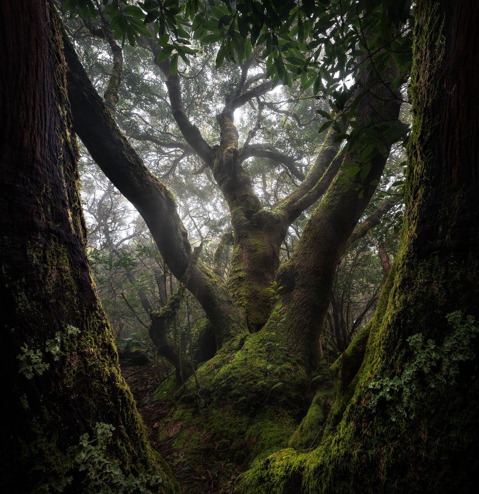 In the deep of misty forest (4)